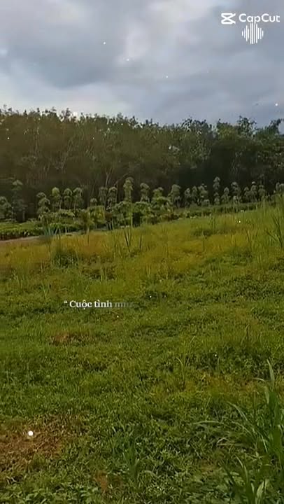 Đất nền ấp Rộc A, Thạnh Đức, Gò Dầu 1462m² giá 1.505 tỷ - Cơ hội đầu tư hấp dẫn!