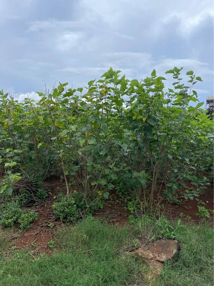 Đất nền đẹp Tân Hội Đức Trọng 2214m² - Tiềm năng đầu tư sinh lời cao!