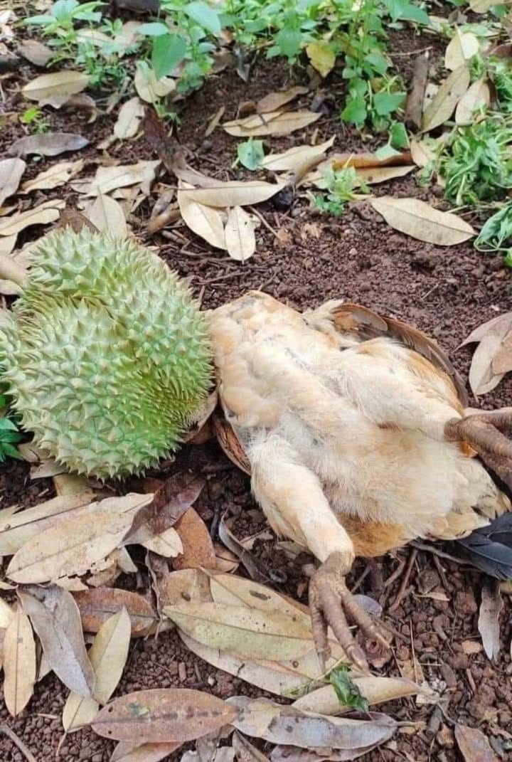 Đất nền Quốc lộ 26 Krông Pắc 400m² giá 3.1 tỷ - Pháp lý rõ ràng, đầu tư sinh lời!