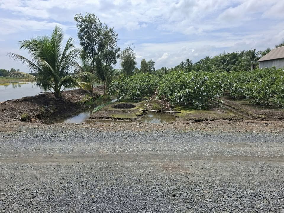 Đất nền 1.000m² tại Hựu Thạnh, Đức Hòa - Giá chỉ 1.2 tỷ, cơ hội đầu tư lý tưởng!