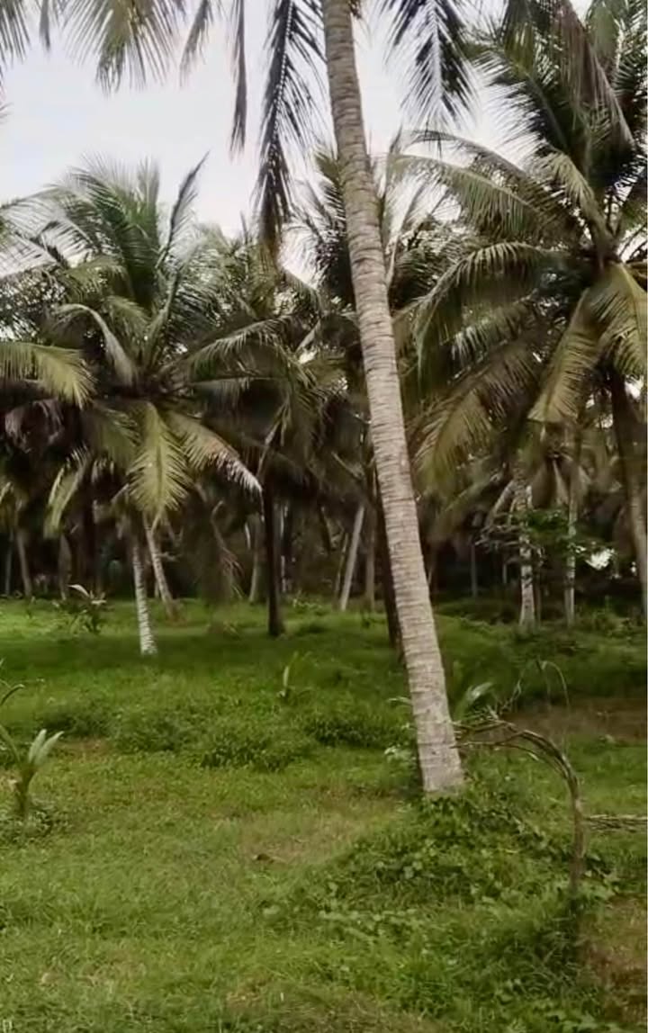 Đất thổ cư 100m² An Thới, Mỏ Cày Nam 4666m² giá 2.2 tỷ - Gần chợ, có thương lượng!