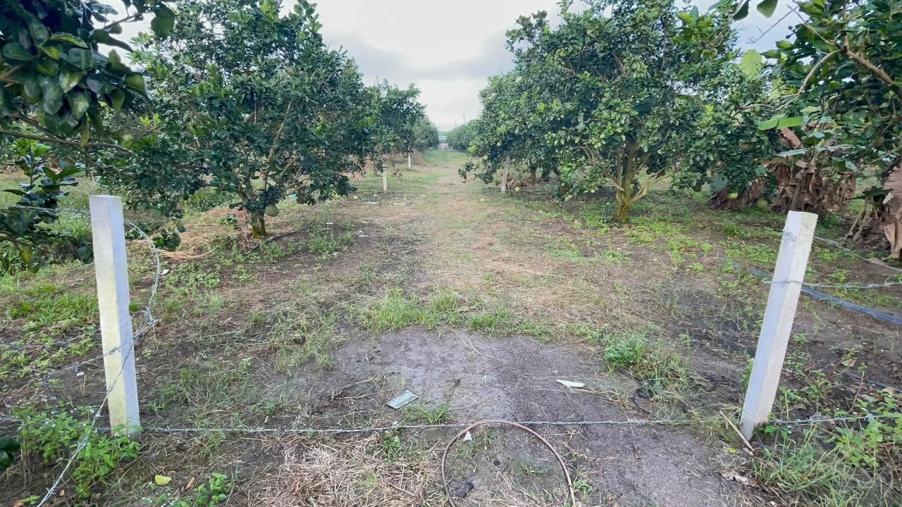 Đất Bàu Lâm 1000m² giá 650 triệu - Đầu tư sinh lời ngay!