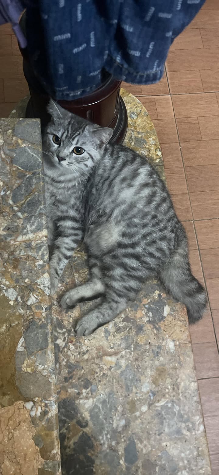 Đất nền Thư Phú - Thường Tín 40m² giá 2 tỷ - Chính chủ bán gấp!