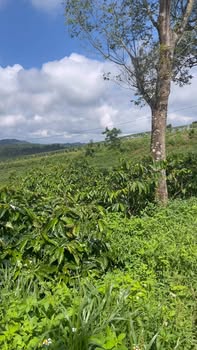 Đất vườn 3ha tại Ninh Loan, Lâm Đồng giá 7.5 tỷ - Tiềm năng đầu tư lớn!