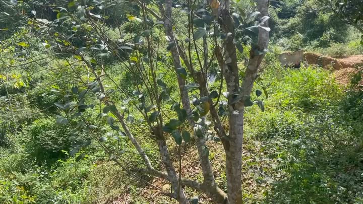 Đất thổ cư 150m² trên 5000m² tại Na Rì, Bắc Kạn - Giá chỉ từ 800 triệu!