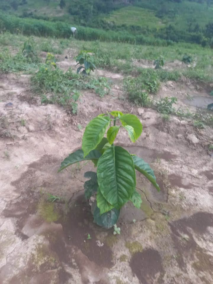 Farm 580m² tại Đăk Tơ Ver, Chư Păh, Gia Lai - Cho thuê dài hạn giá hấp dẫn!