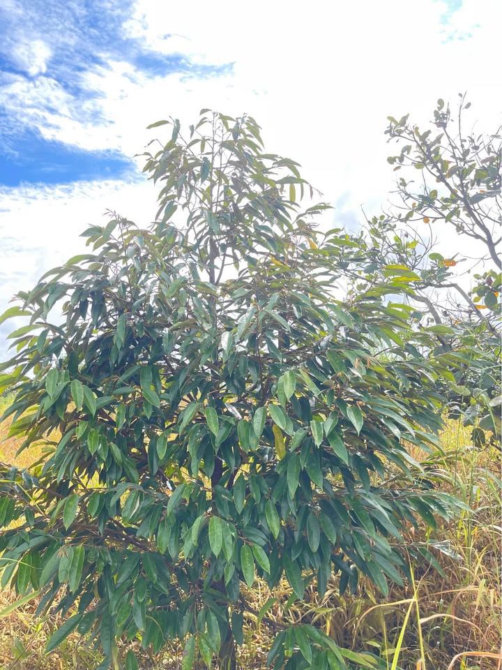 Đất Farm 1.5ha trồng sầu riêng Thái tại Quảng Tân - Giá chỉ 2.1 tỷ!