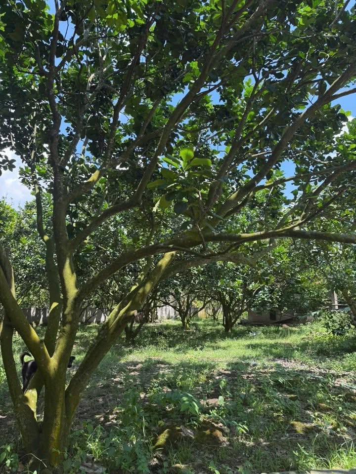 Đất nền Bảo Vinh, Long Khánh 500m² giá 950 triệu - Đầu tư sinh lời cao!