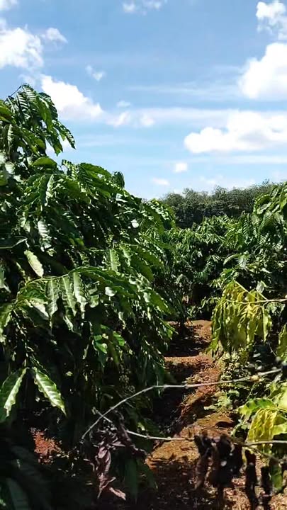 Mảnh vườn 166666m² tại Ia Chía, Ia Grai - Giá 2.3 tỷ, cơ hội đầu tư hấp dẫn!