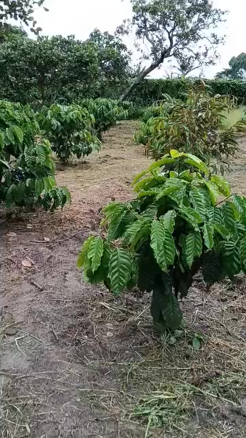 Đất cafe 3 xào tại Ea Kmút, Ea Kar - Giá chỉ 400 triệu, cơ hội đầu tư tuyệt vời!