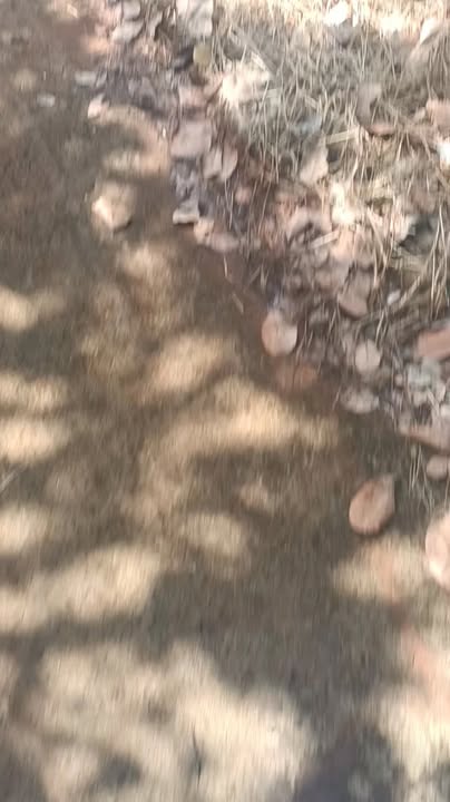 Đất Farm Tân Hưng, Đồng Phú 2ha giá 3 tỷ - Mặt tiền đường BT rộng rãi!