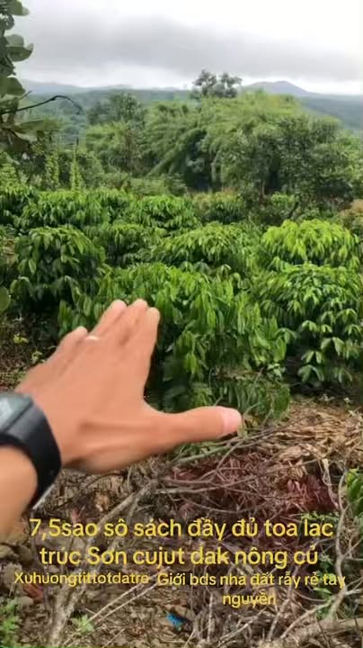 Farm Cư Jút 27.000m² giá 1.1 tỷ - Đất trồng cây lâu năm, đường vào thuận tiện!