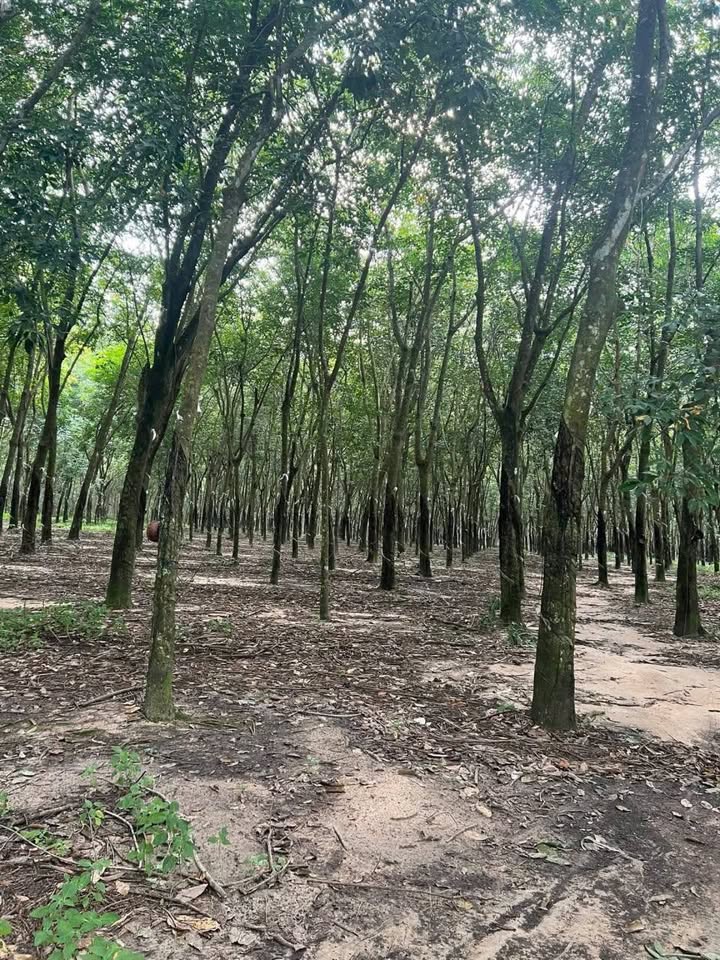 Farm 3 mẫu cao su xã Minh Thạnh, Dầu Tiếng 30,000m² giá 6.6 tỷ - Đầu tư sinh lời hấp dẫn!