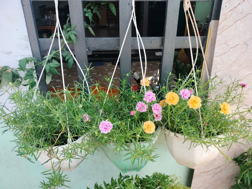 Đất thổ cư Sầm Sơn 70m² giá thỏa thuận - Đường Ngô Quyền, vị trí đẹp!