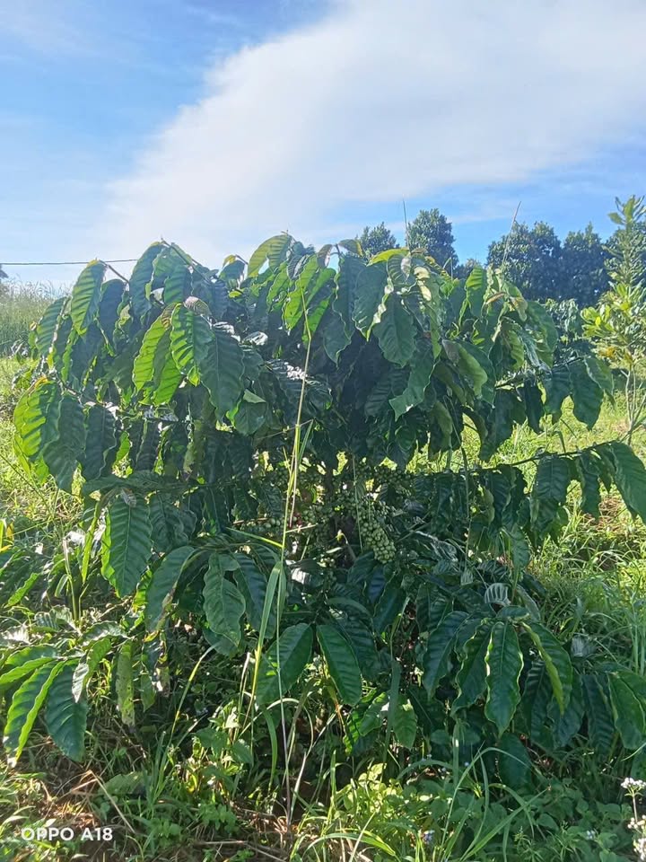 Farm Đắk Ha 10.000m² giá 1 tỷ - Ô tô vào tận nơi!