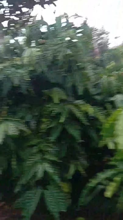 Đất nông nghiệp Nhân Cơ Đắk Nông 2,2ha giá 5,8 tỷ - Sổ đỏ chính chủ, pháp lý rõ ràng!