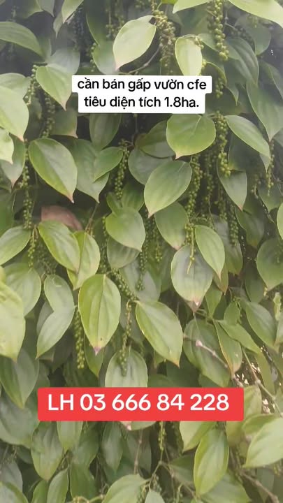 Đất vườn Nâm N'Jang Đắk Song 1.8ha giá 3.8 tỷ - Cần bán gấp!