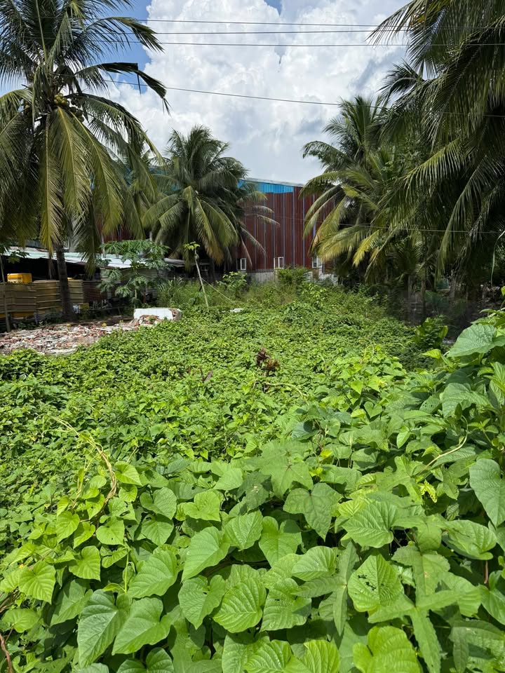 Đất nền đẹp 768m² tại Ấp Tân An - Kiên Giang - Mặt tiền sông, thích hợp kinh doanh