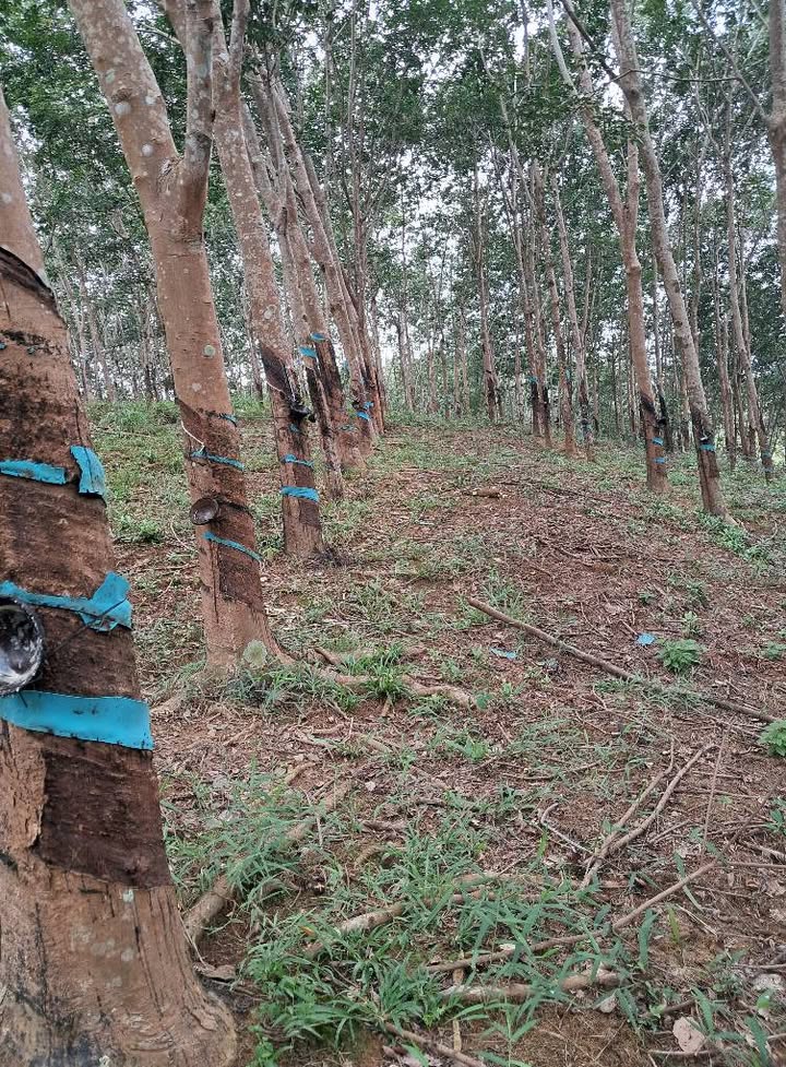 Farm đất 2 Héc tại Phước Sơn, Bù Đăng giá 1.6 tỷ - Nguồn thu nhập ổn định!