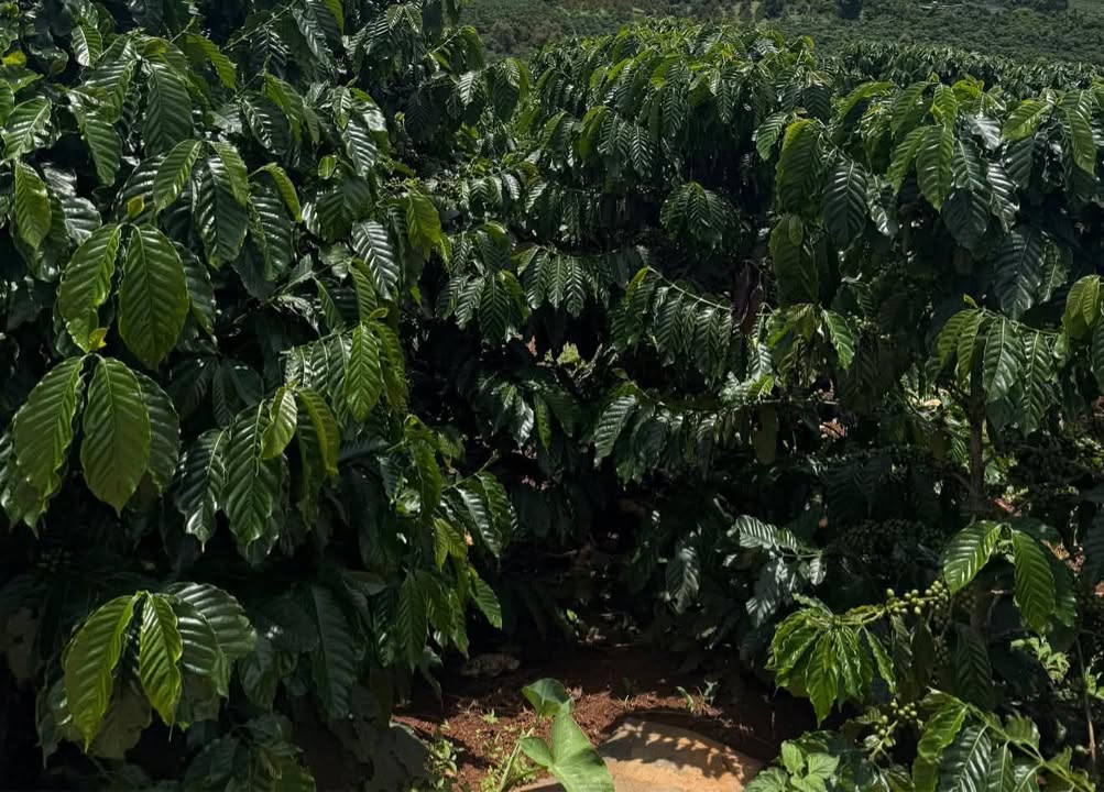 Đất nền Tân Thanh Bảo Lộc 25.200m² giá 2.8 tỷ - Sổ đỏ chính chủ