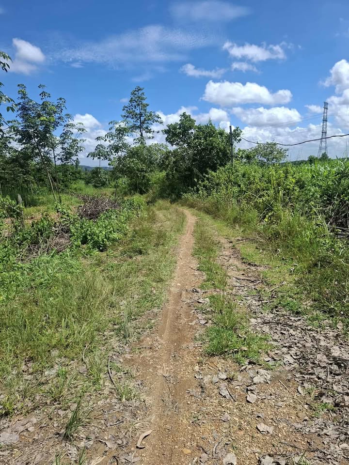 Đất nông nghiệp Cư Nia 1,5ha giá 1,5 tỷ - Tiềm năng đầu tư lớn!