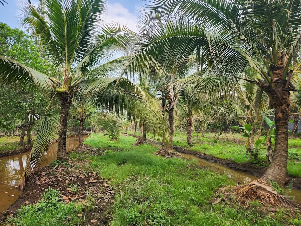 Đất nền xã Bình Mỹ, Củ Chi 5926m² giá 52 tỷ - Pháp lý sổ đỏ chính chủ!