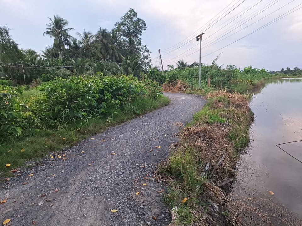 Đất lúa 826m² Mỹ Thạnh, Thủ Thừa, Long An - Giá chỉ 590 triệu VND!