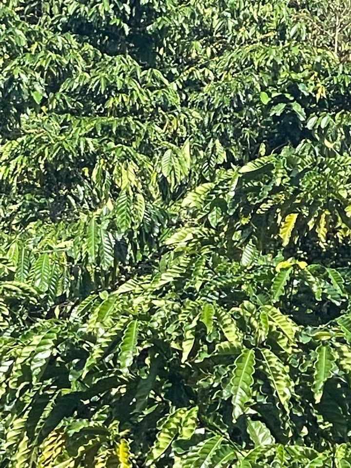 Đất nền 9000m² tại Phúc Thọ, Lâm Đồng - Giá chỉ 2.45 tỷ, cơ hội đầu tư tuyệt vời!