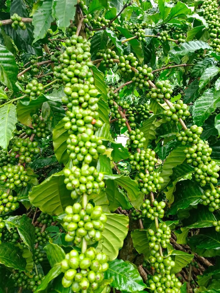 Bán lô đất Tân Hà Lâm Đồng 19800m² giá 1.4 tỷ - Thương lượng nhẹ với chính chủ!