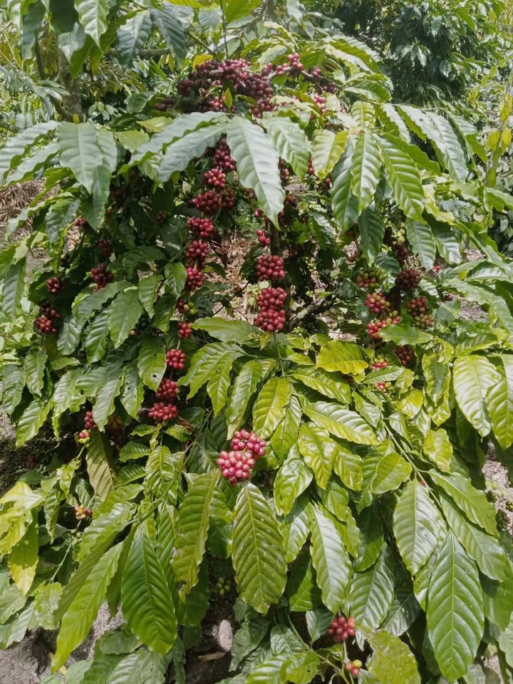 Farm 36.000m² Thôn 4 Hòa Phú Chư Păh 1.6 tỷ - Đầu tư sinh lời hấp dẫn!