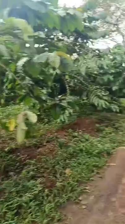 Đất Farm Tân Lập Đắk Nông 40,000m² giá 6 tỷ - Đầu tư sinh lời tuyệt vời!