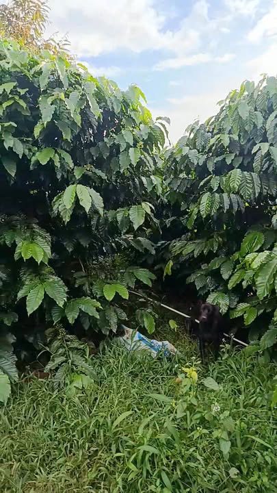 Đất nông nghiệp tại Hưng Bình, Đắk Nông 4.5ha giá 7.5 tỷ - Sổ đỏ chính chủ