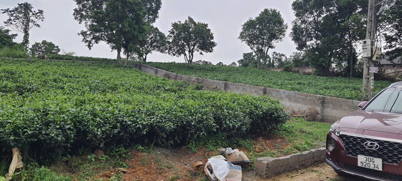 Đất thổ cư Yên Bài, Ba Vì 350m² - Vị trí đẹp, giá tốt