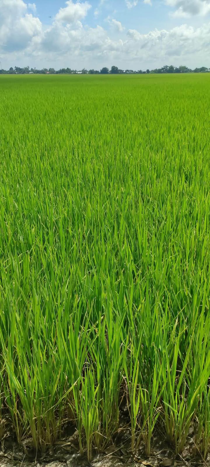 Đất lúa 6164m² xã Vĩnh Chánh giá 1.972 tỷ - Tiềm năng đầu tư cao!