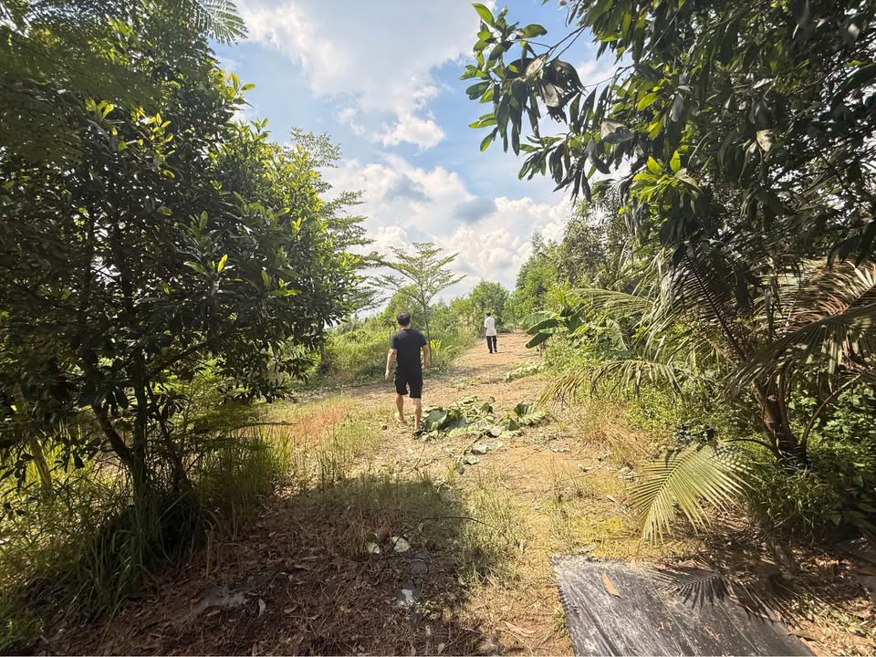 Nhà vườn Lê Minh Xuân 2900m² giá 12 tỷ - Tiềm năng đầu tư lớn!