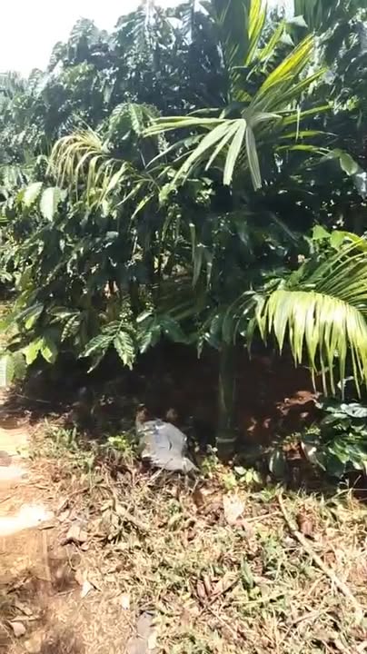 Đất rẫy 2ha tại Gia Nghĩa Đắk Nông - Giá thỏa thuận, pháp lý rõ ràng!