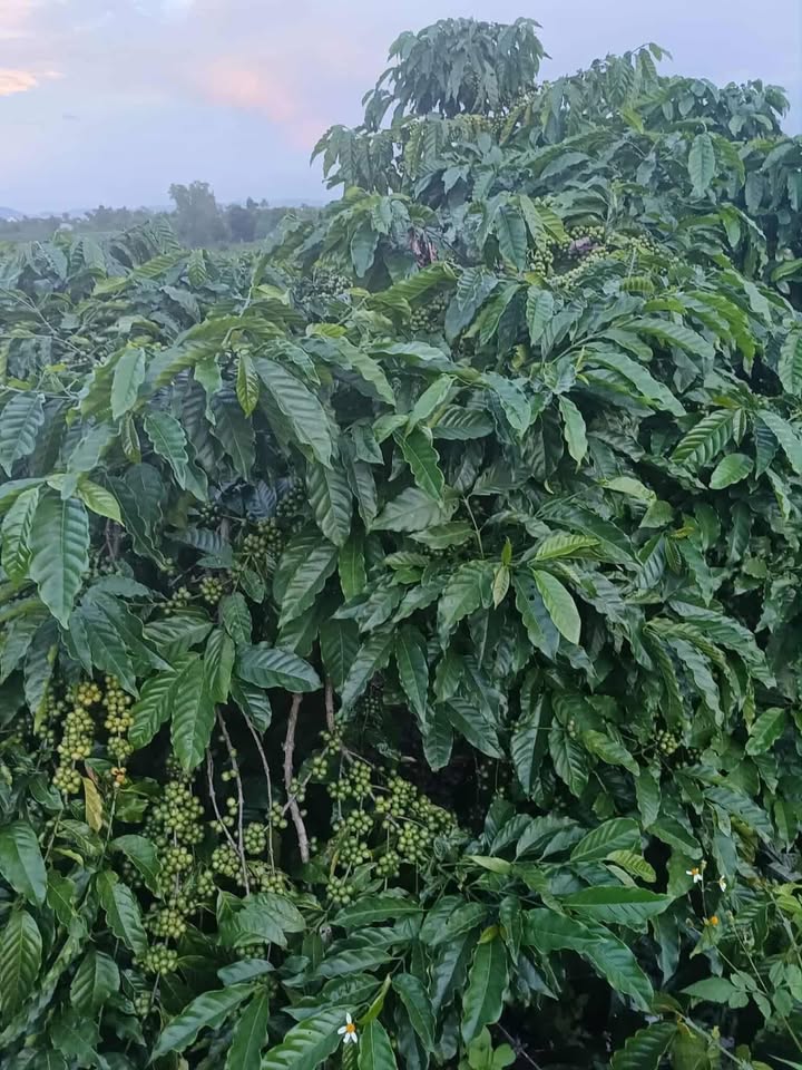 Đất nông nghiệp Đinh Văn, Lâm Hà 80000m² - Tiềm năng thu hoạch cà phê ngay!