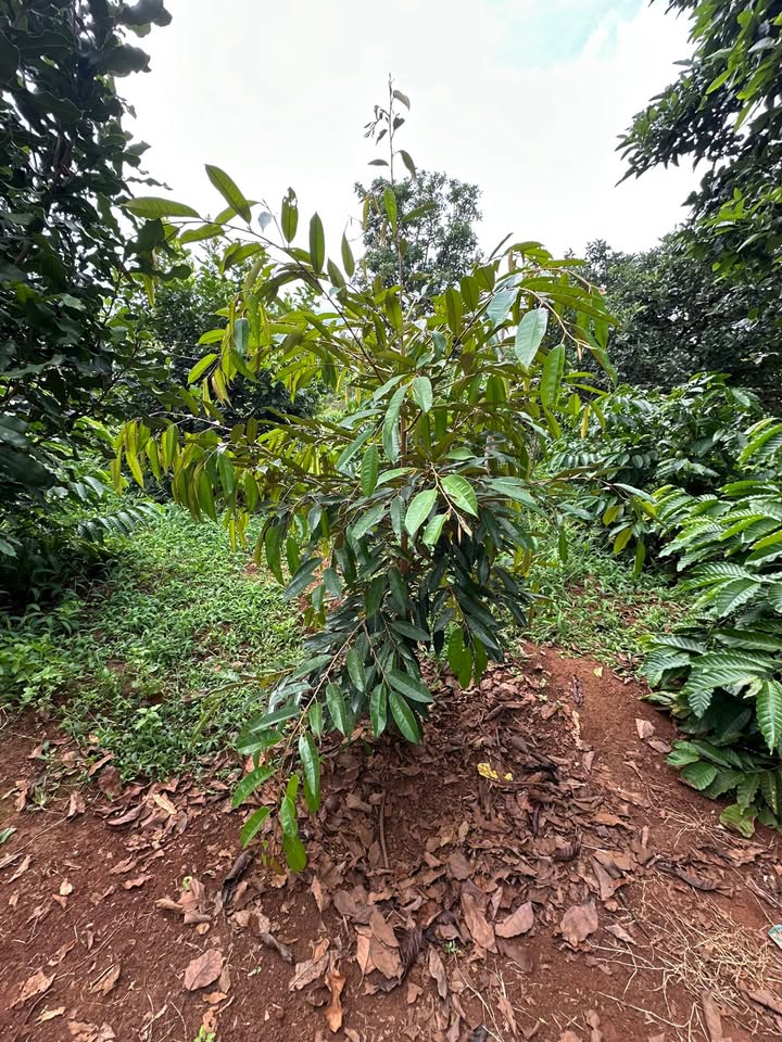 Farm Ea Sin Krông Búk 4.4ha giá 6.5 tỷ - Đầu tư sinh lợi với vườn cây trĩu quả!