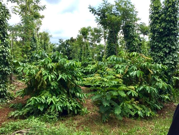 Farm tại xã Hòa Phú, huyện Chư Păh, 3600m² giá 1.1 tỷ - Đầu tư sinh lời ngay!