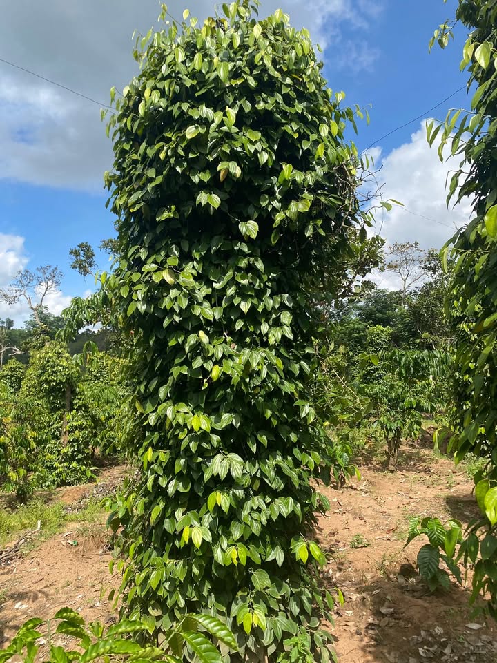 Đất Farm 1ha tại xã Cư A Mung, Đắk Lắk - Giá 550 triệu, Sổ đỏ chính chủ!