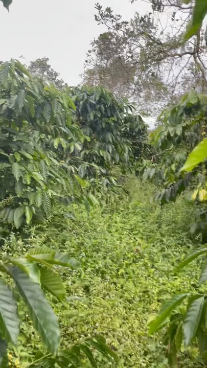 Farm cho thuê tại Đắk R'Lấp 1,7ha - Hợp đồng dài hạn 5-10 năm