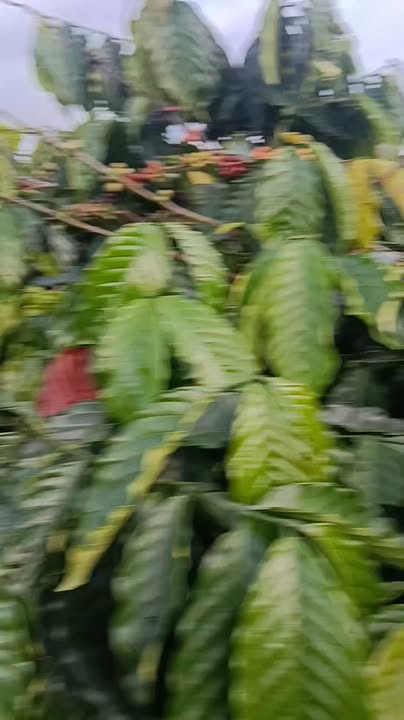 Bán rẫy Thôn 9, Nam Jang, Đắk Song 2,8ha - Đầu tư sinh lời với cà phê chất lượng!