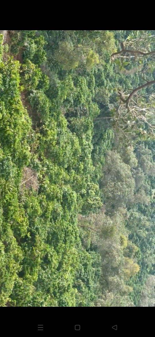 Farm 2ha tại Đắk Nông giá 3.99 tỷ - Đầu tư cà phê sinh lời ngay!