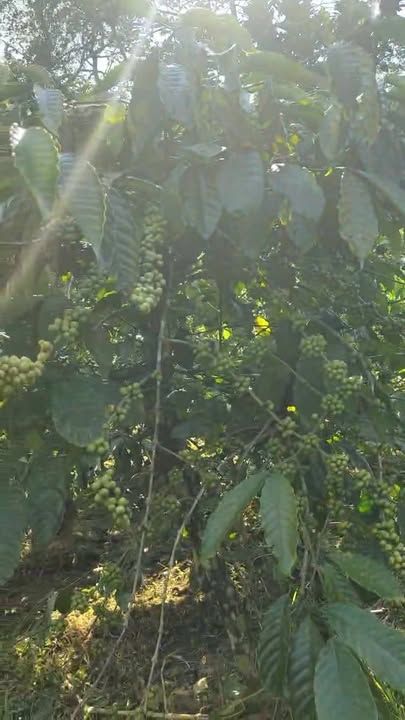 Đất nền 8 sào Quảng Tân Tuy Đức giá 1.25 tỷ - Sổ đỏ chính chủ!