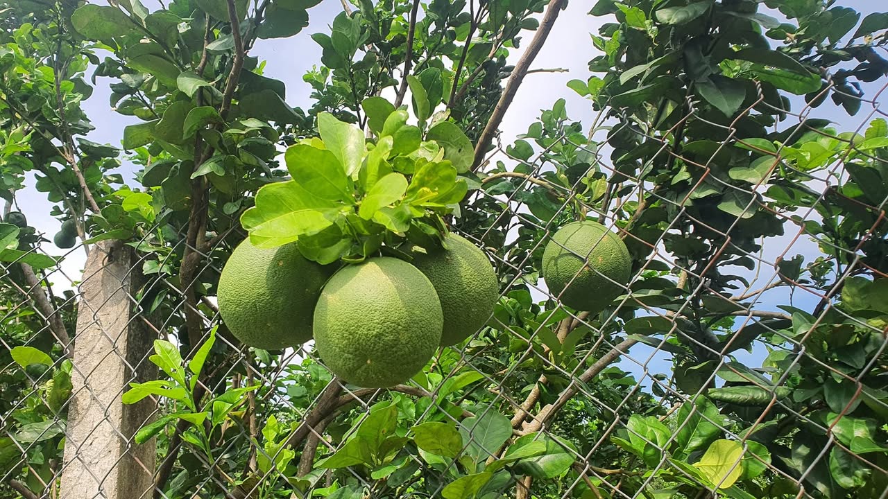 Đất nền Phước Trạch, Gò Dầu 2000m² giá 1.6 tỷ - Cơ hội đầu tư sinh lời!