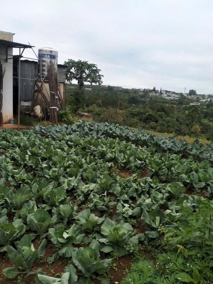 Đất thổ cư 1827m² Lộc Châu, Bảo Lộc giá 2.65 tỷ - Cơ hội đầu tư tuyệt vời!