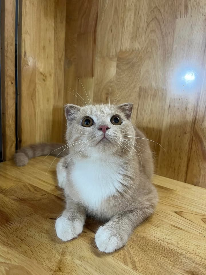 Nhà 3 tầng ngõ Văn Chương, 30m² giá 5.6 triệu - Cho thuê giá rẻ