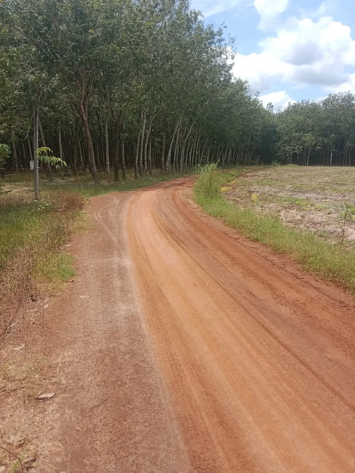 Farm Tân Châu Suối Dây 60.000m² giá thỏa thuận - Đầu tư sinh lời hấp dẫn!