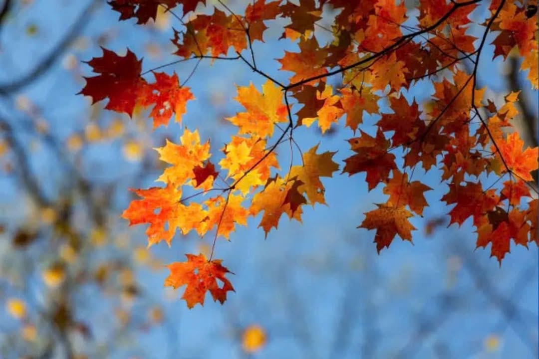 Nhà cho thuê mặt tiền Phan Văn Trị, Quận Gò Vấp 660m² - Vị trí đắc địa, kinh doanh sầm uất!