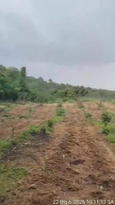 Đất Farm 75ha tại Suối Kiết, Tánh Linh - Giá 17.5 tỷ, Đầu tư sinh lời!